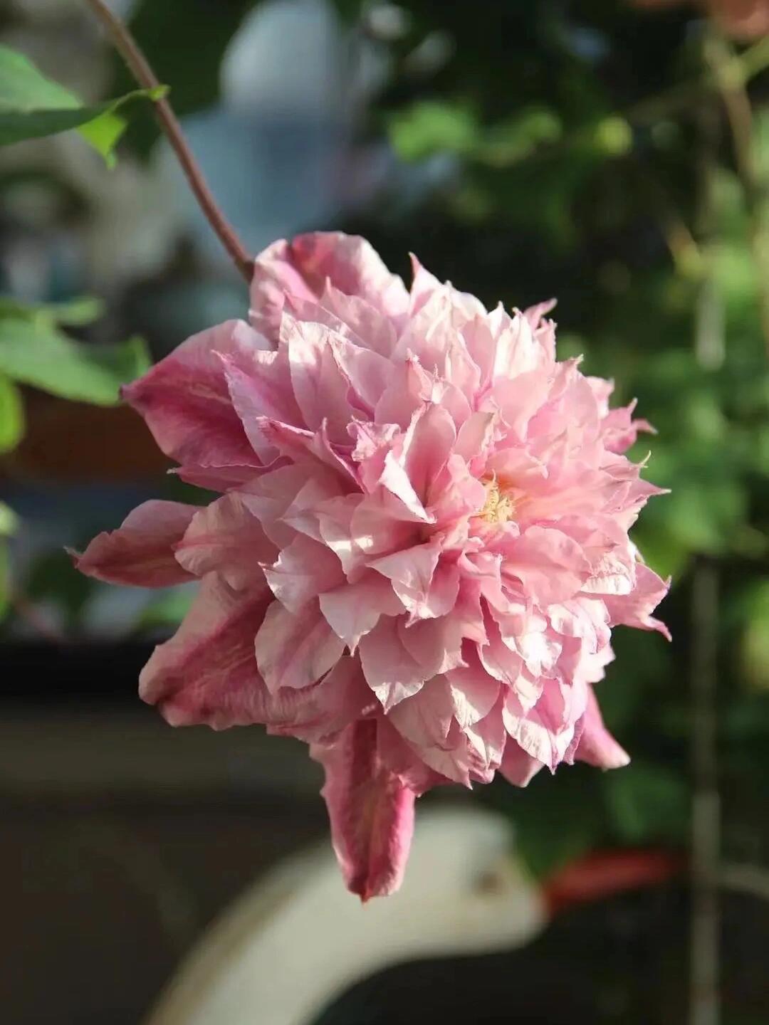 Clematis【Patricia Ann Fretwell】- LivePlant｜帕特丽夏｜Early Large-flowered Group｜