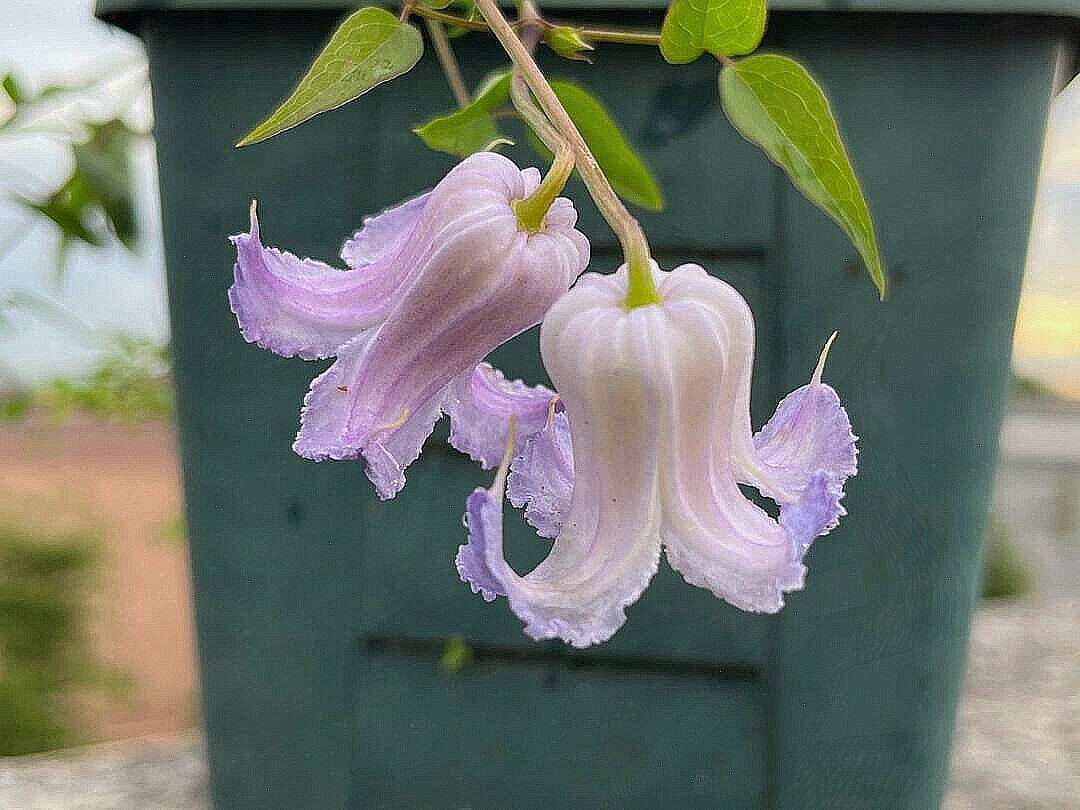 Blue Octopus Clematis【クリスパ・エンジェル| Crispa Angel】-LivePlant｜克里斯帕天使｜Bell-shaped｜Clematis florida var. sieboldiana｜タコクレマチス