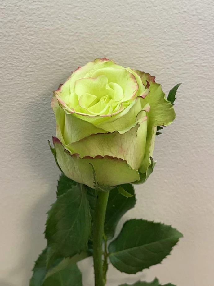 Rose【Green Apple｜グリーンアップル| 青苹果】- OwnRoot LivePlant｜New Variety Florists Rose| Large Flower| Extended vase life| Vivid Colors| Gradient