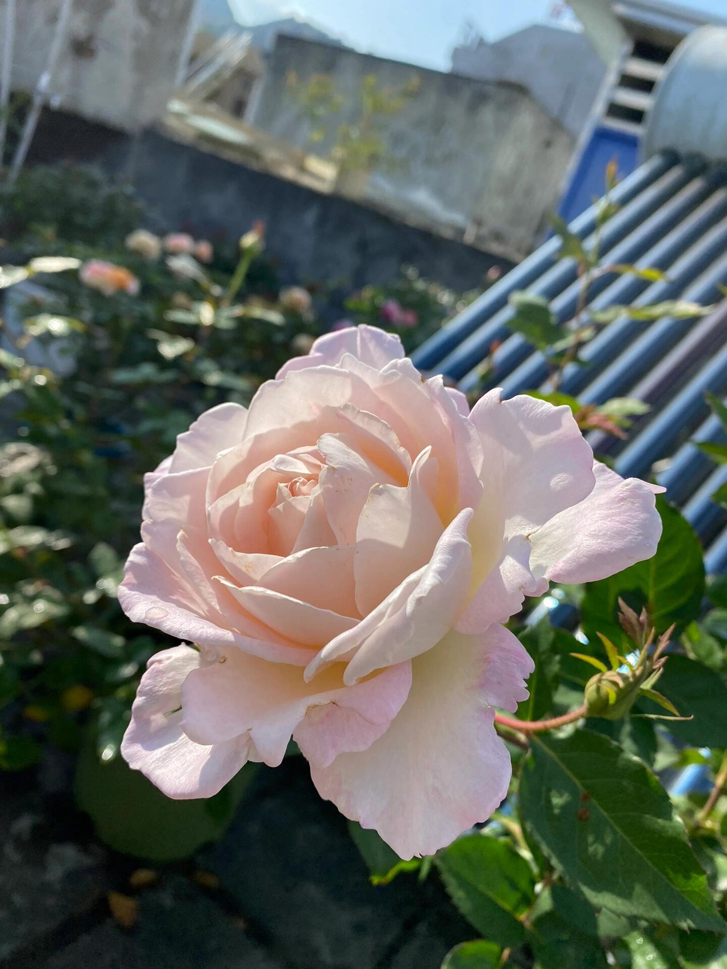 Rose【Princess Tenko｜プリンセステンコー】- 3 Gal LivePlant｜Rare Japanese Rosa｜天宫公主｜Large Bloom｜Heat Resistant |Floribunda Rose| Gradient