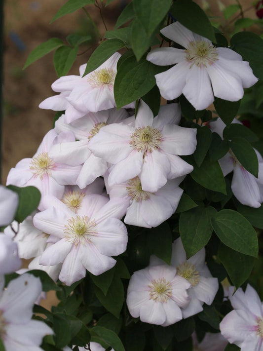 Rare Clematis【Innocent Blush】-LivePlant｜羞答答｜7 Lucky Petals｜