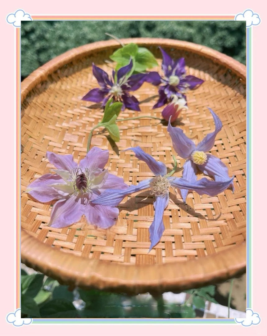 Clematis【Milky Way】-Live Plant｜银河系