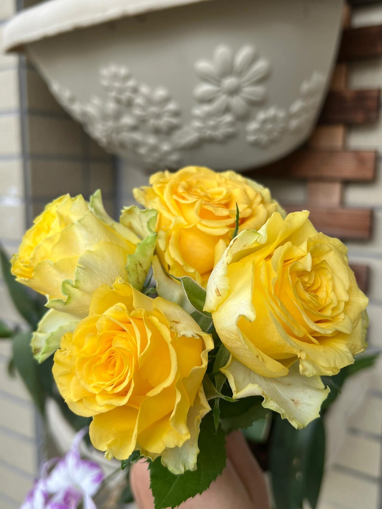 Rose【Shell｜貝殻】-1.5 Gal OwnRoot LivePlant｜Popular Japanese Floribunda Rose 贝壳｜Large Bloom｜Long vase life| Heat Resistant| Easy to Grow| Lace