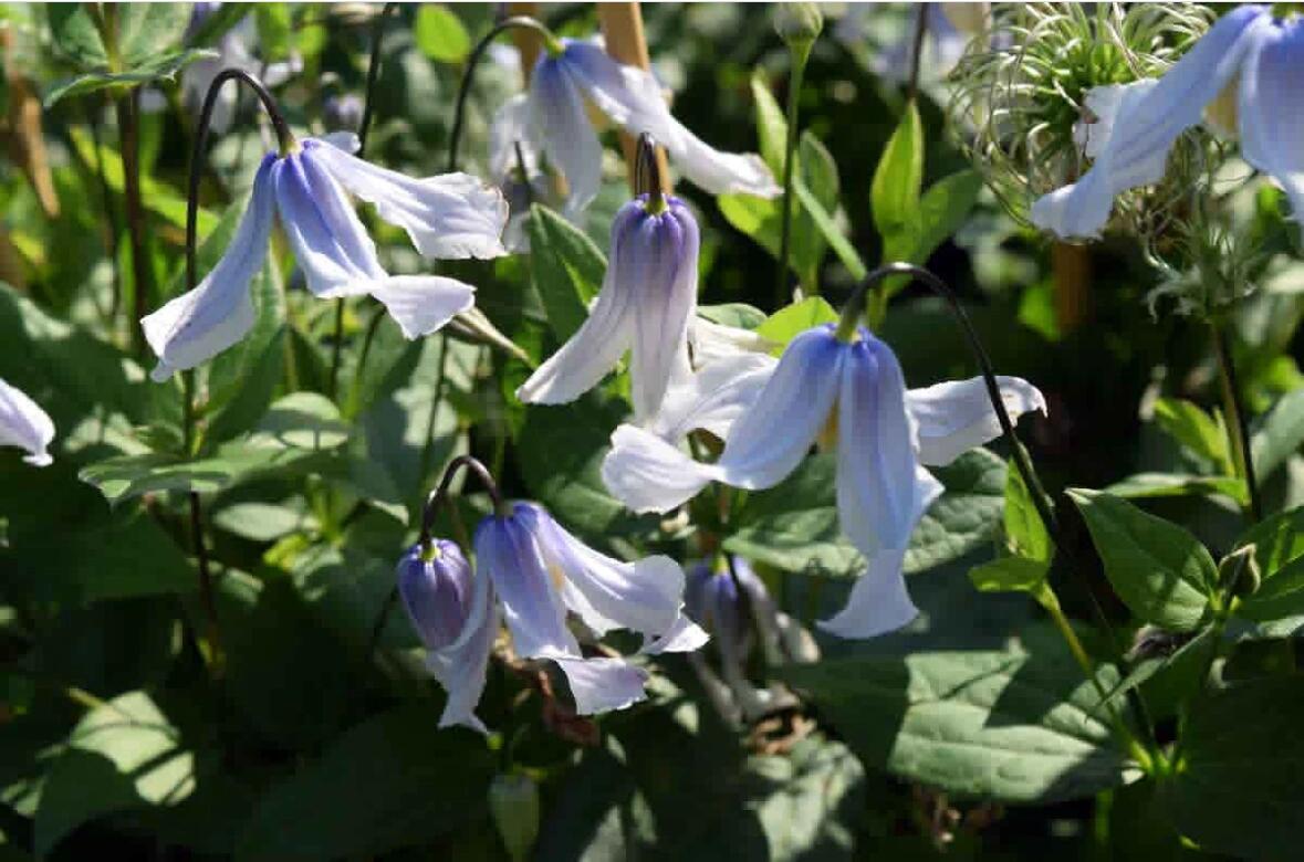 Clematis【Twinkle】- LivePlant｜Clematis Integrifolia 闪烁｜Cold hardy｜Cut Flower