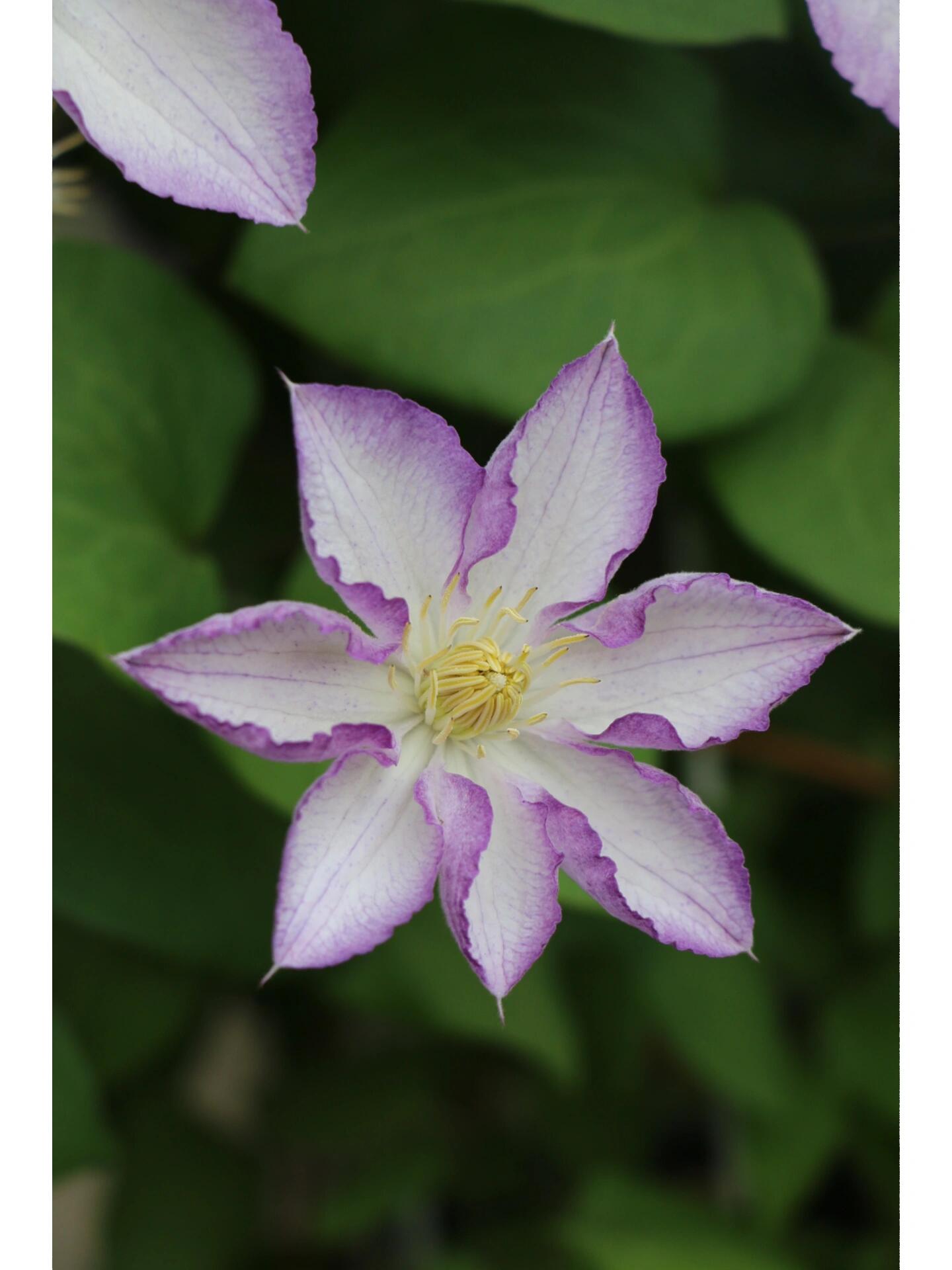 Clematis【Lucky Charm】- 9P Liveplant｜Large Bloom｜