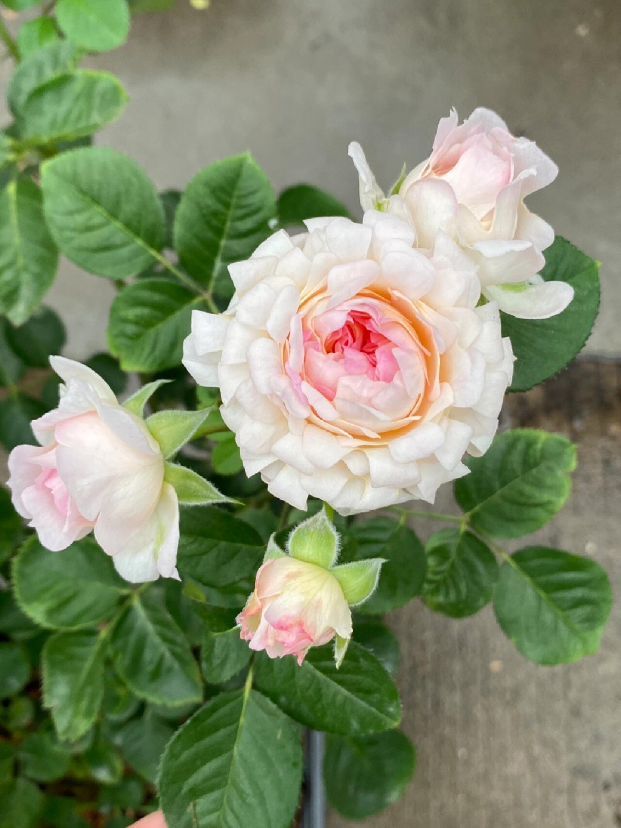 Rare Rose【Peach Anemone】- 1 Gal OwnRoot LivePlant｜桃子海葵｜New Variety｜Sawtooth Edge｜Rich Color