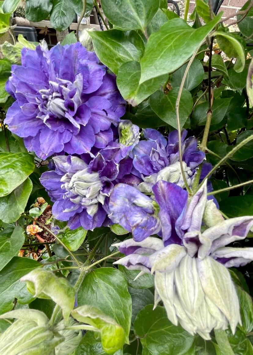 Clematis【Kiri Te Kanawa】- LivePlant｜Purple Double flowering｜卡瓦娜