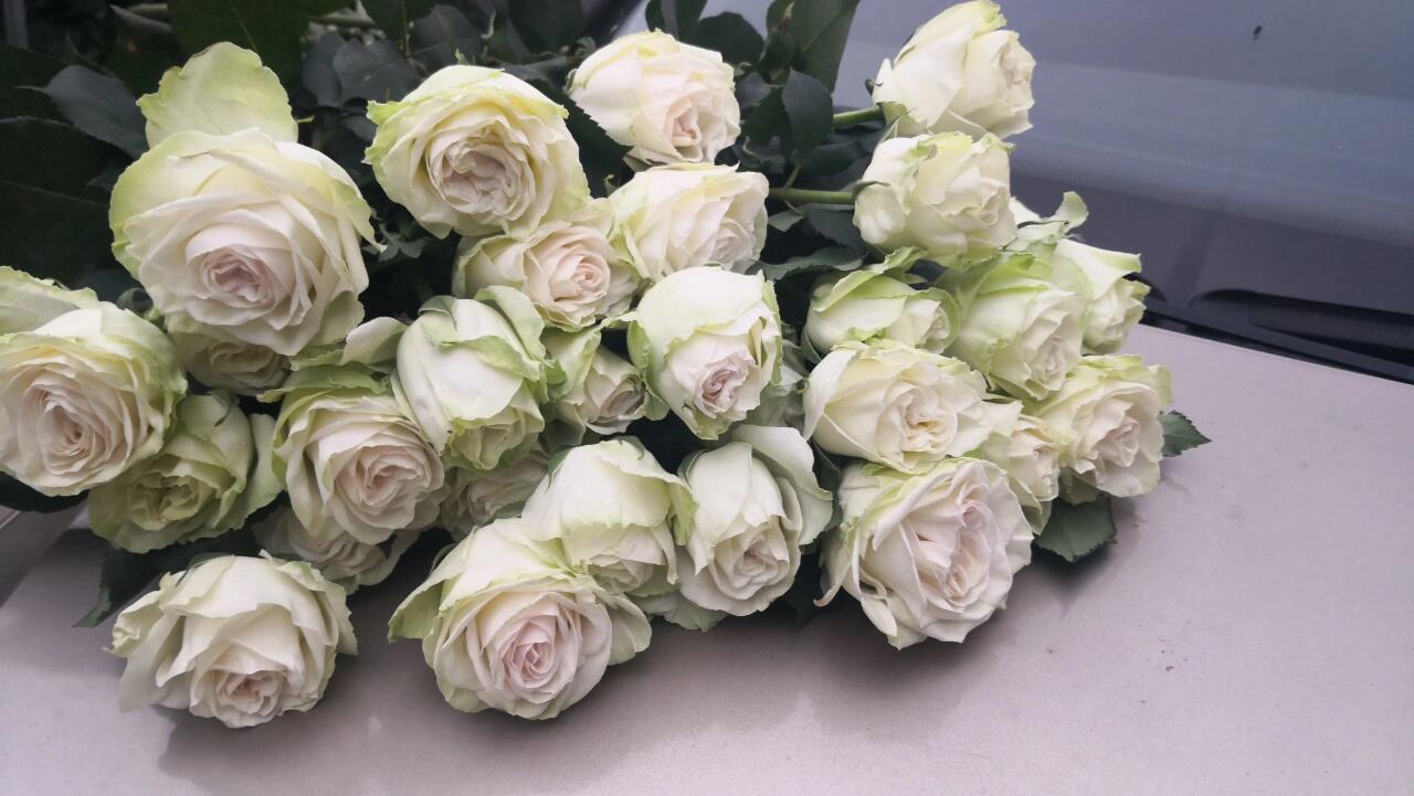 Rose【Wakana｜わかな】-1.5Gal OwnRoot LivePlant｜Adorable Green Rose｜若菜｜木村卓功| Cut Flowers| Extended vase life| Wavy Floral Lace| Gradient