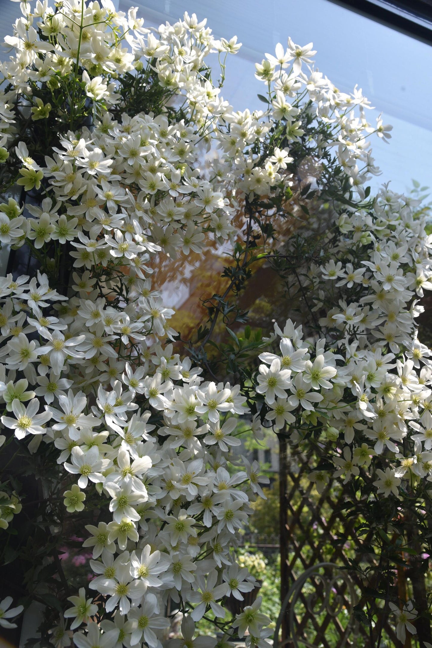 Clematis【Avalanche】-LivePlant｜雪崩｜Popular White Clematis