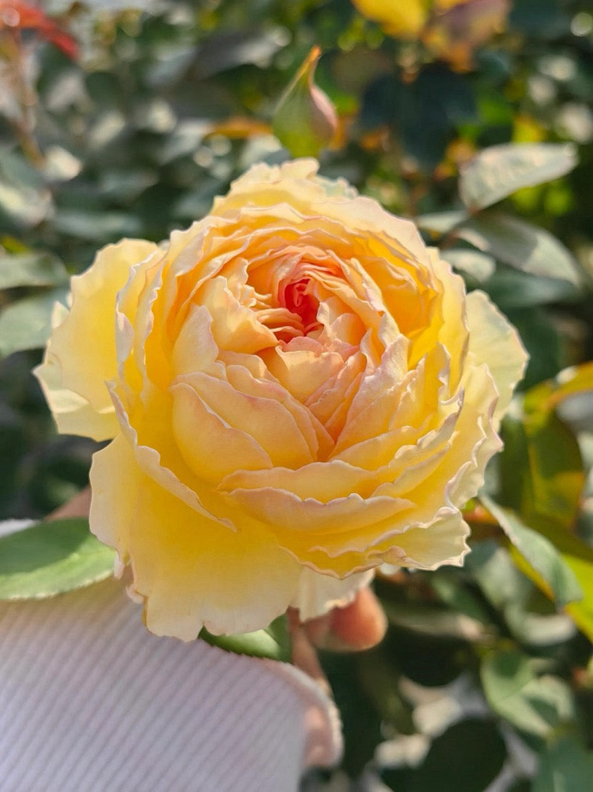 Rose【Kagelou| カゲロウ】- Japanese 2020 New varieties| 阳炎/蜉蝣| Fruity Fragrance| Discoloration| Ruffled bloom| Especially| Floribunda| Redolent|  HeatResistant