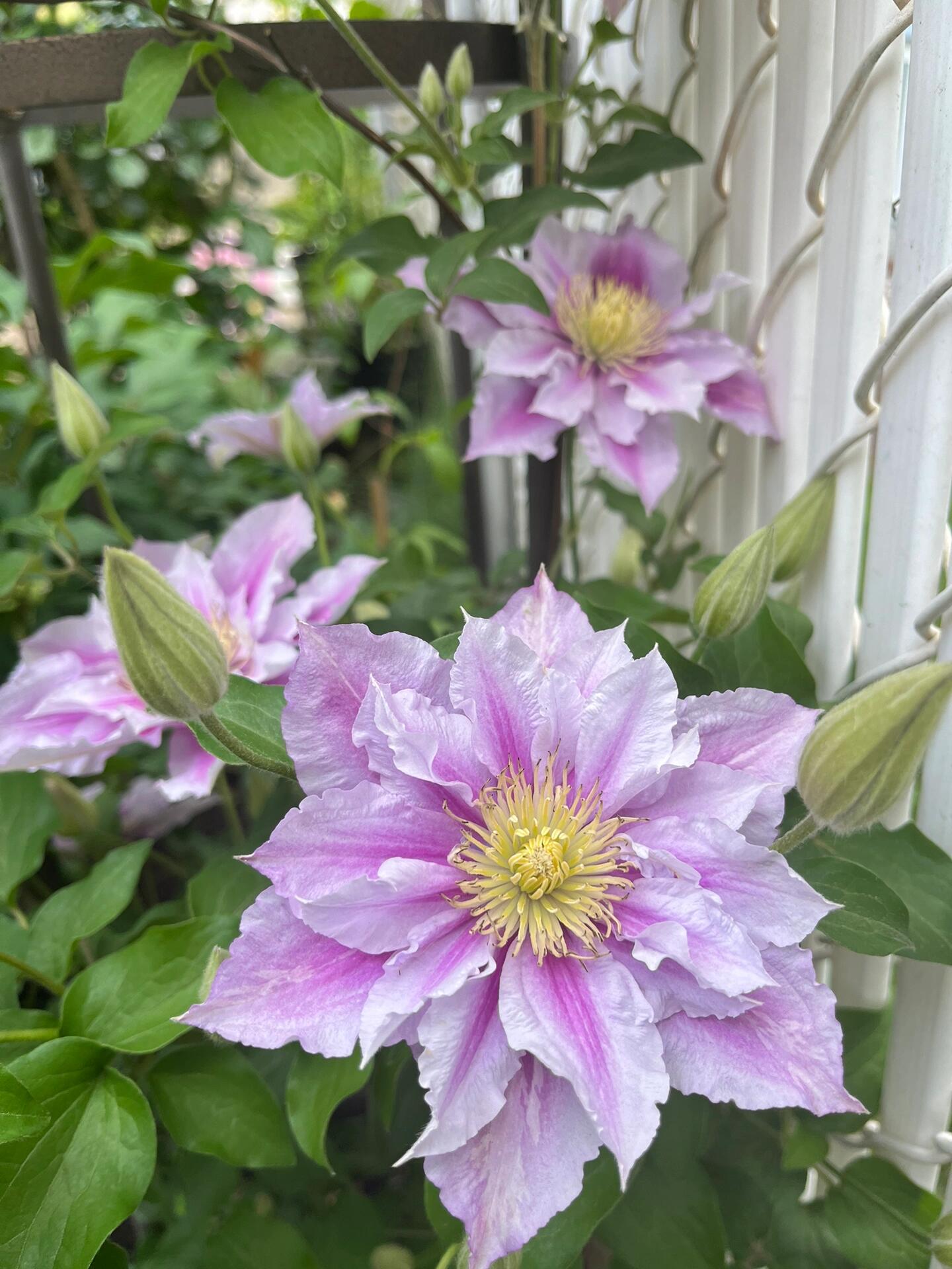 Clematis【Piilu｜小鸭】- 9P LivePlant｜