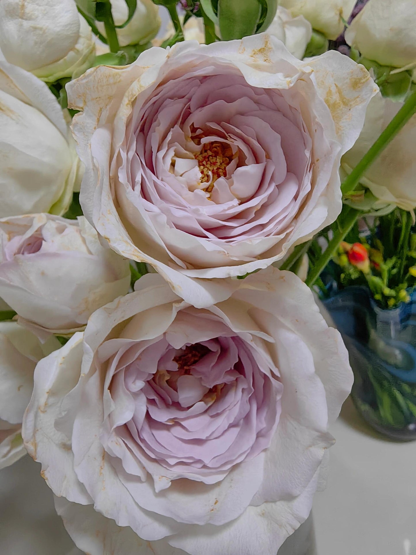 Rose【Milky Pearl｜ミルキーパール】- Japan New Variety 2021｜珍珠奶茶｜Extended vase life| 牛奶珍珠| Redolent| Florists Rose| Wavy Lace