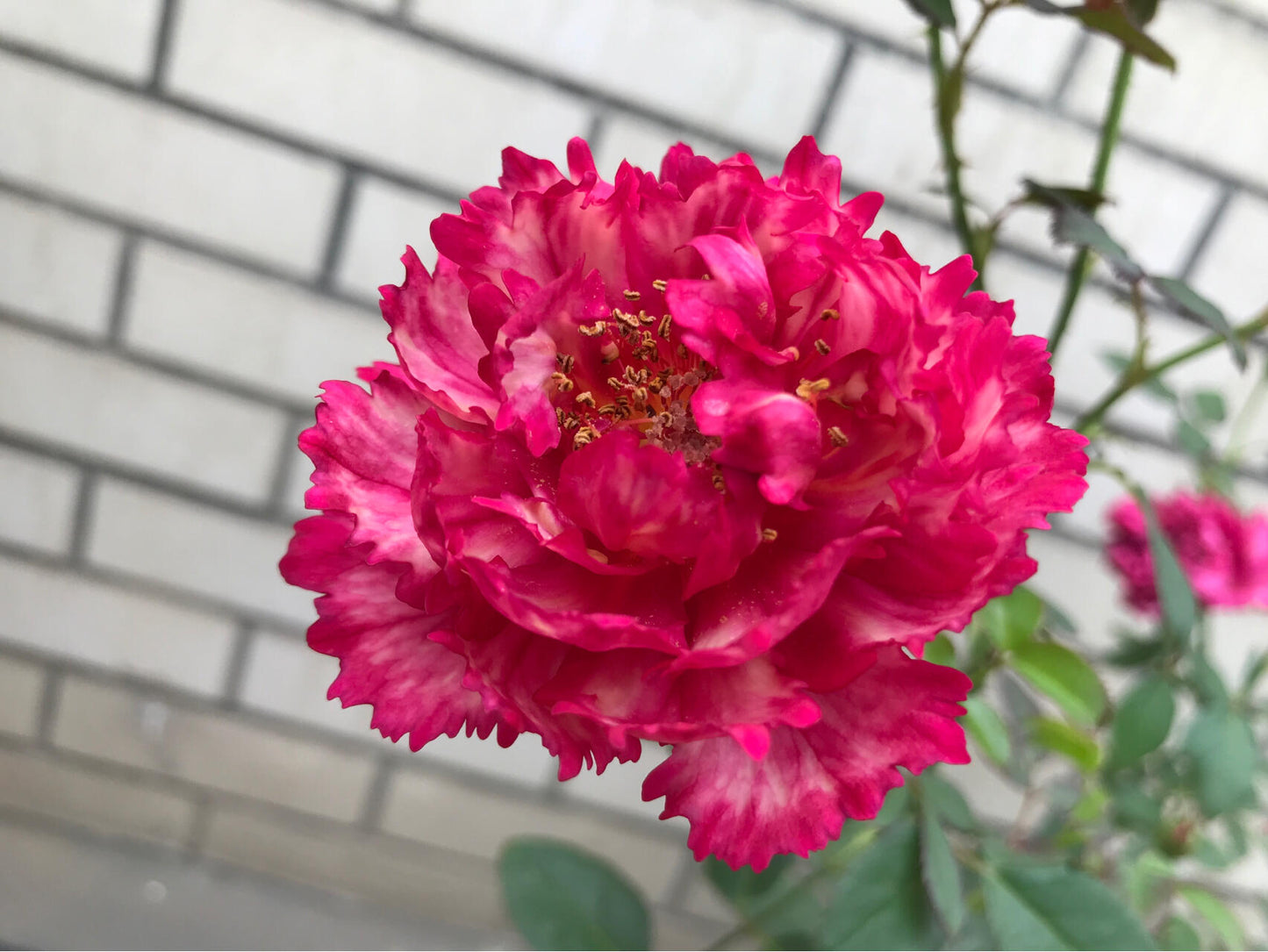 Rose【Ligare｜リガーレ】- 真彩 230| Striped | 领带| Heat Resistant| Intense Fragrance| Peony Bloom| Floribunda | Wave Petals