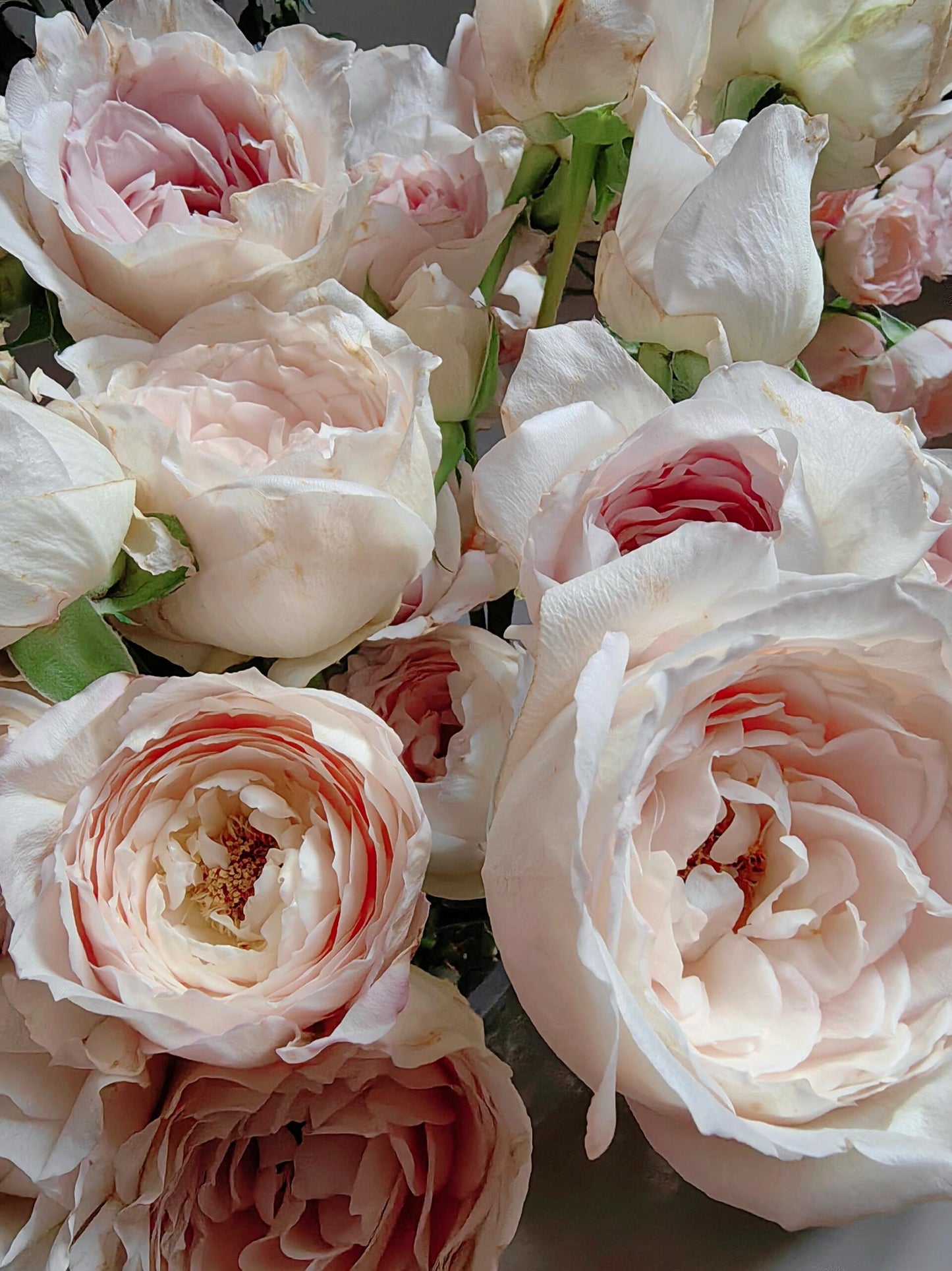 Rose【Milky Pearl｜ミルキーパール】- Japan New Variety 2021｜珍珠奶茶｜Extended vase life| 牛奶珍珠| Redolent| Florists Rose| Wavy Lace