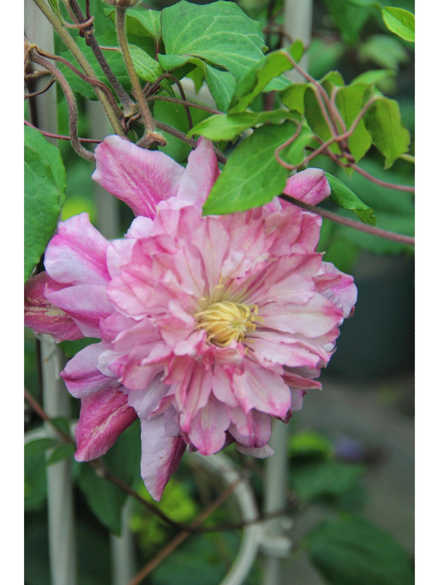 Clematis【Patricia Ann Fretwell】- LivePlant｜帕特丽夏｜Early Large-flowered Group｜