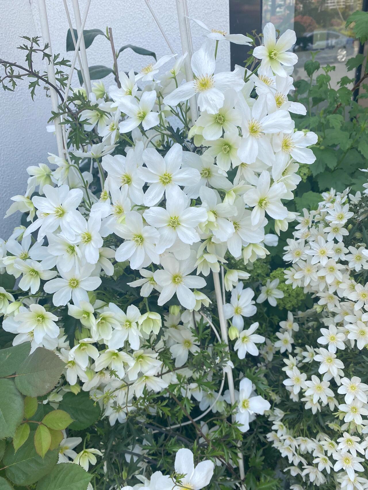 Clematis【Avalanche】-LivePlant｜雪崩｜Popular White Clematis