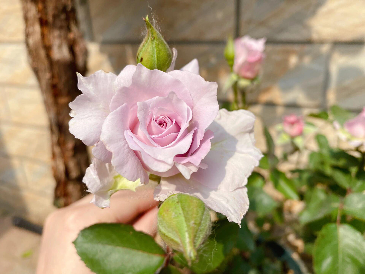 Rose【C'estMignon｜セミニョン】-2Gal OwnRoot LivePlant｜小乖乖 ｜Junko Kawamoto｜Grayish purple｜Strong scent｜可爱精灵