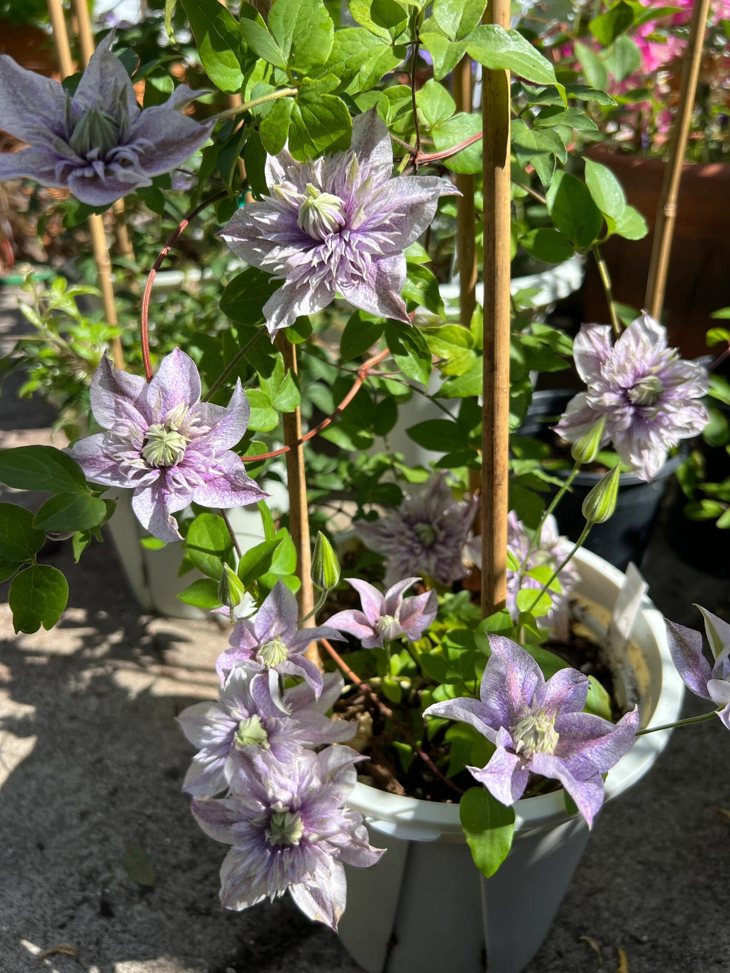 Clematis【 Minamonoyousei | みなもようせい| 水面の妖精】- 10P LivePlant| Japanese Clematis | Double-flowered| Cold Hardy| Koi| 水面妖精