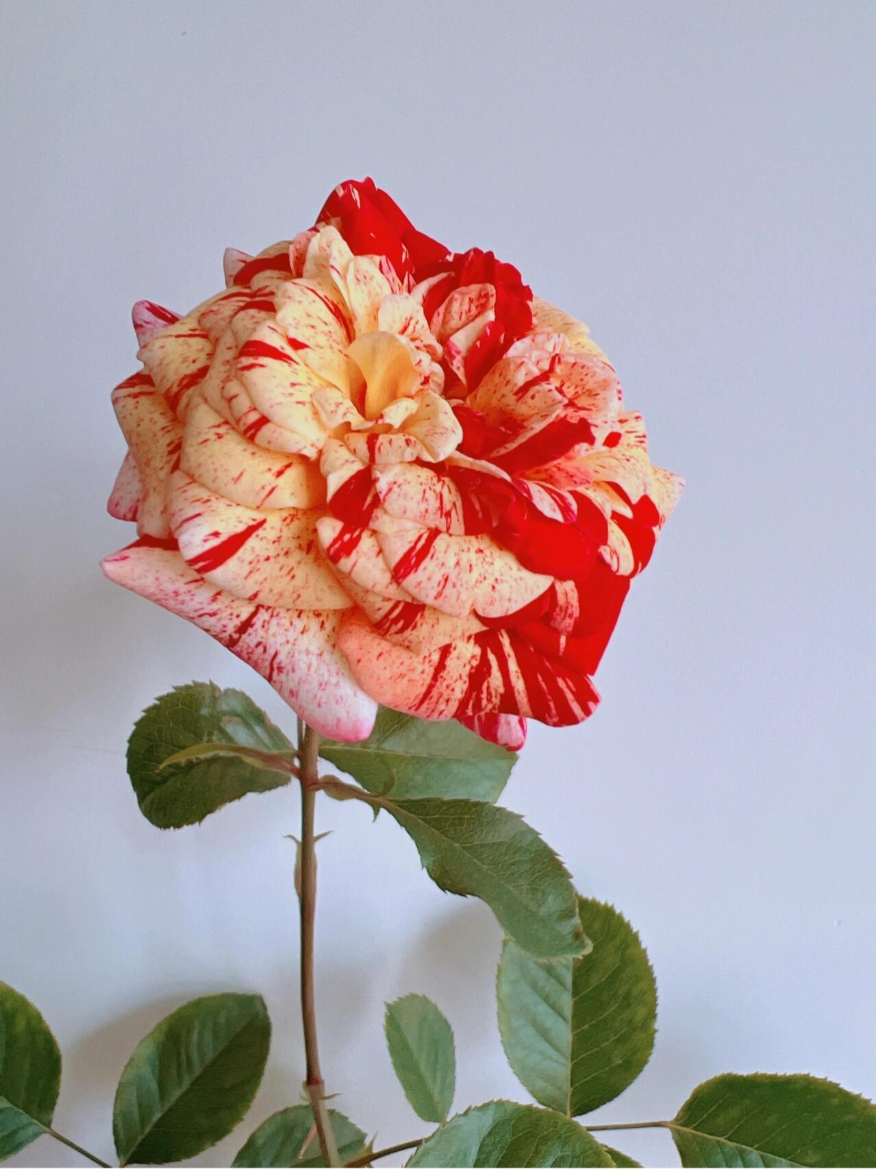 Striped Rose【All American Magic】- 1.5 Gal LivePlant｜全美魔术｜Rapid growth｜ Large blooms