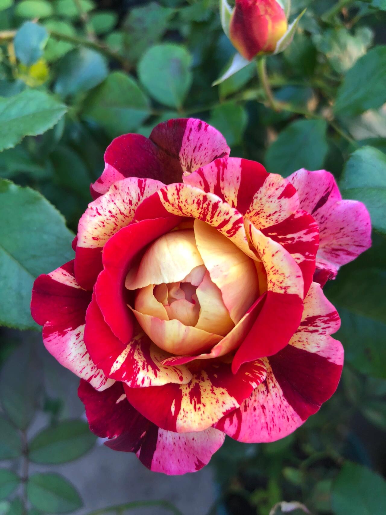 Striped Rose【All American Magic】- 1.5 Gal LivePlant｜全美魔术｜Rapid growth｜ Large blooms