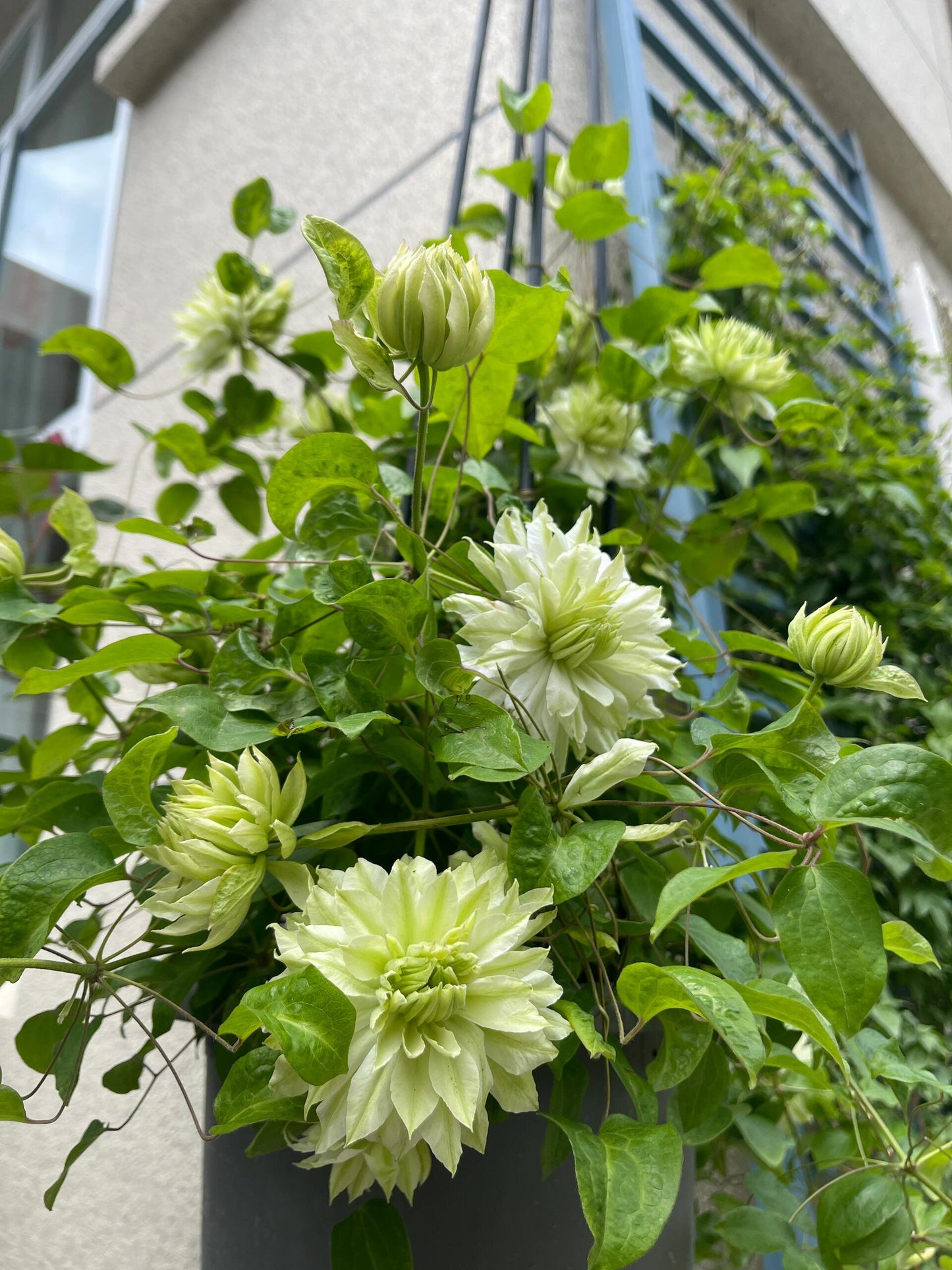 Clematis - 【Sen no kaze|千の風】10P LivePlant| Tetsuya Hirota| 风之森林| Cold Hardy | Rare Double-flowered|