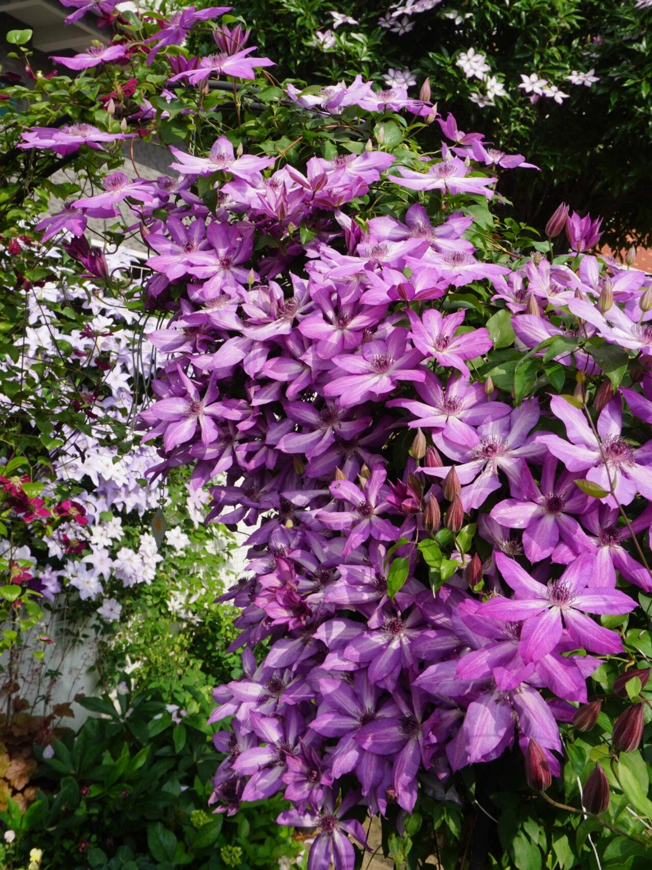 Clematis【Lizard｜トカゲ 】- LivePlant｜蜥蜴| Large Flowering| Cold Hardy| Fast-Growing| Flower Waterfall| Perennial| Pot Friendly| RareVine| Archway