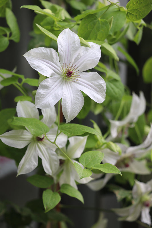 Clematis【Forever Friends｜Zofofri】- 9P Live Plant｜Award-winning Variety｜Ranked among the top 10 best White Clematis｜ 永远的朋友Lovely Decorative