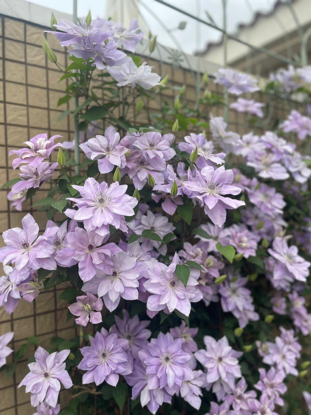 Clematis【Reflections】- LivePlant｜倒影| Double-flowered| Cold Hardy|Perennial|Pollinator Friendly| Low Maintenance| Popular| Bloom Repeatedly