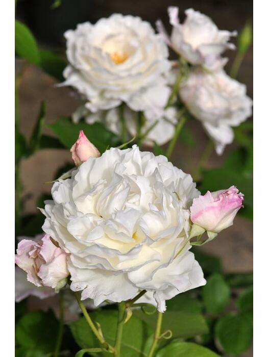 Rose【Princess Tenko｜プリンセステンコー】- 3 Gal LivePlant｜Rare Japanese Rosa｜天宫公主｜Large Bloom｜Heat Resistant |Floribunda Rose| Gradient