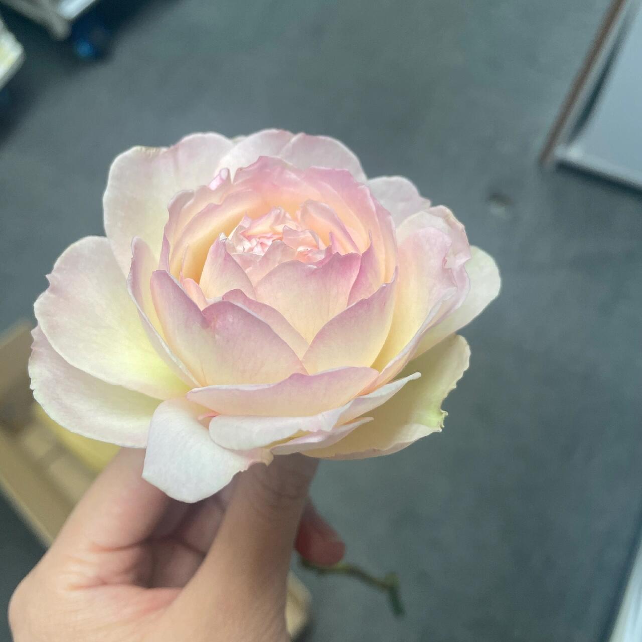 Rose【Avekutowa｜アヴェークトワ】- 1 Gal Live Plant｜与你同在｜New Variety 2020｜Colorful Blooms