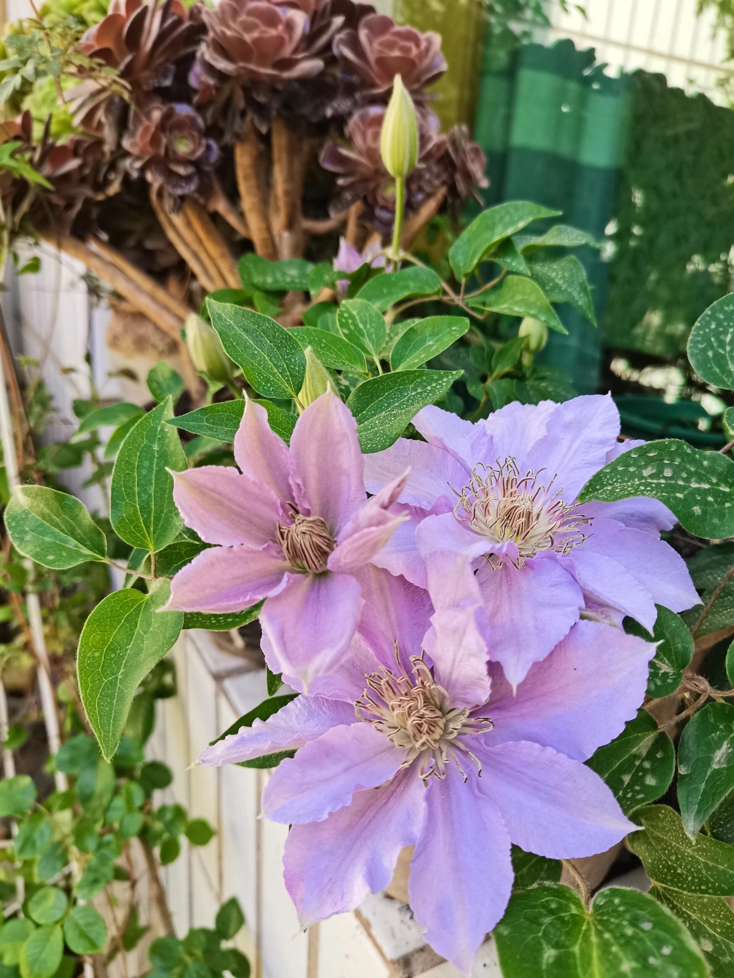 Clematis【Filigree】- LivePlant｜金银丝/ 故里｜Dwarf Clematis