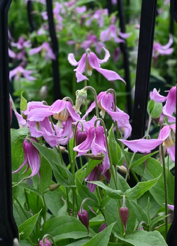 Clematis【Hanajima｜はなじま｜花島】- LivePlant｜花岛| Ballet Dancer| Upright clematis, perfect for container planting| Easy to Grow| Low Maintenance