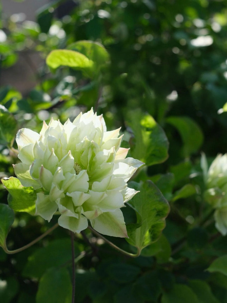 Clematis【Shiko Yukiokoshi｜ゆきおこし】- LivePlant｜雪妆 |Rare Japanese Double-flowered| Cold Hardy| Perennial| Pollinator Friendly| Fast-Growing