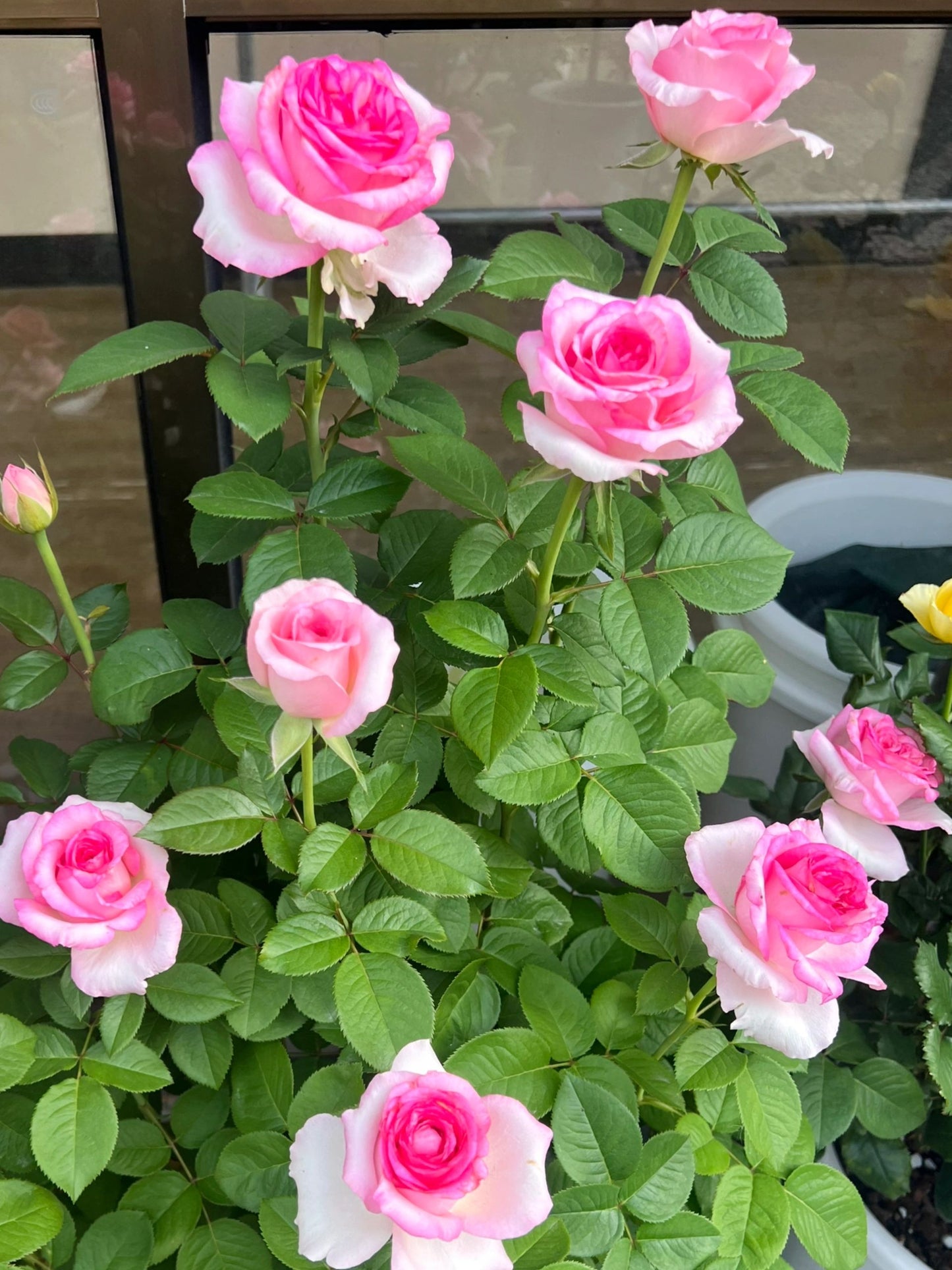 Rose【Bella Vita】- 1.5 Gal OwnRoot LivePlant｜贝拉维塔｜Popular Cutting Rosa｜Large Bloom｜Rich Scent