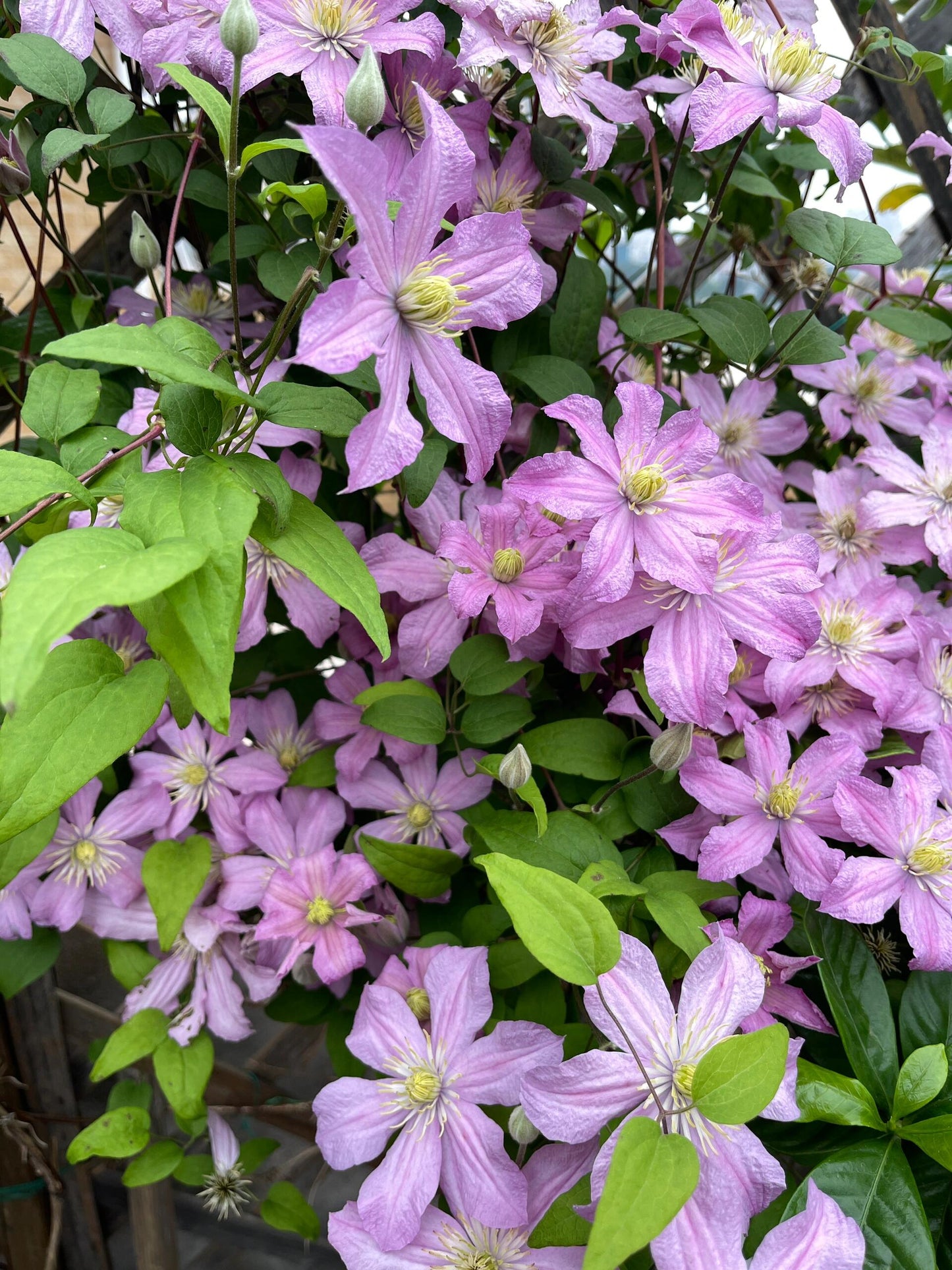 Clematis【Comtesse de Bouchaud】- LivePlant｜包查德 女侯爵｜Cute Flower