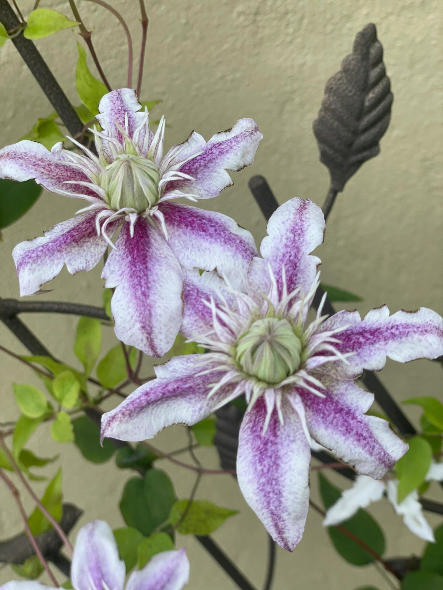 Clematis【 Minamonoyousei | みなもようせい| 水面の妖精】- 10P LivePlant| Japanese Clematis | Double-flowered| Cold Hardy| Koi| 水面妖精