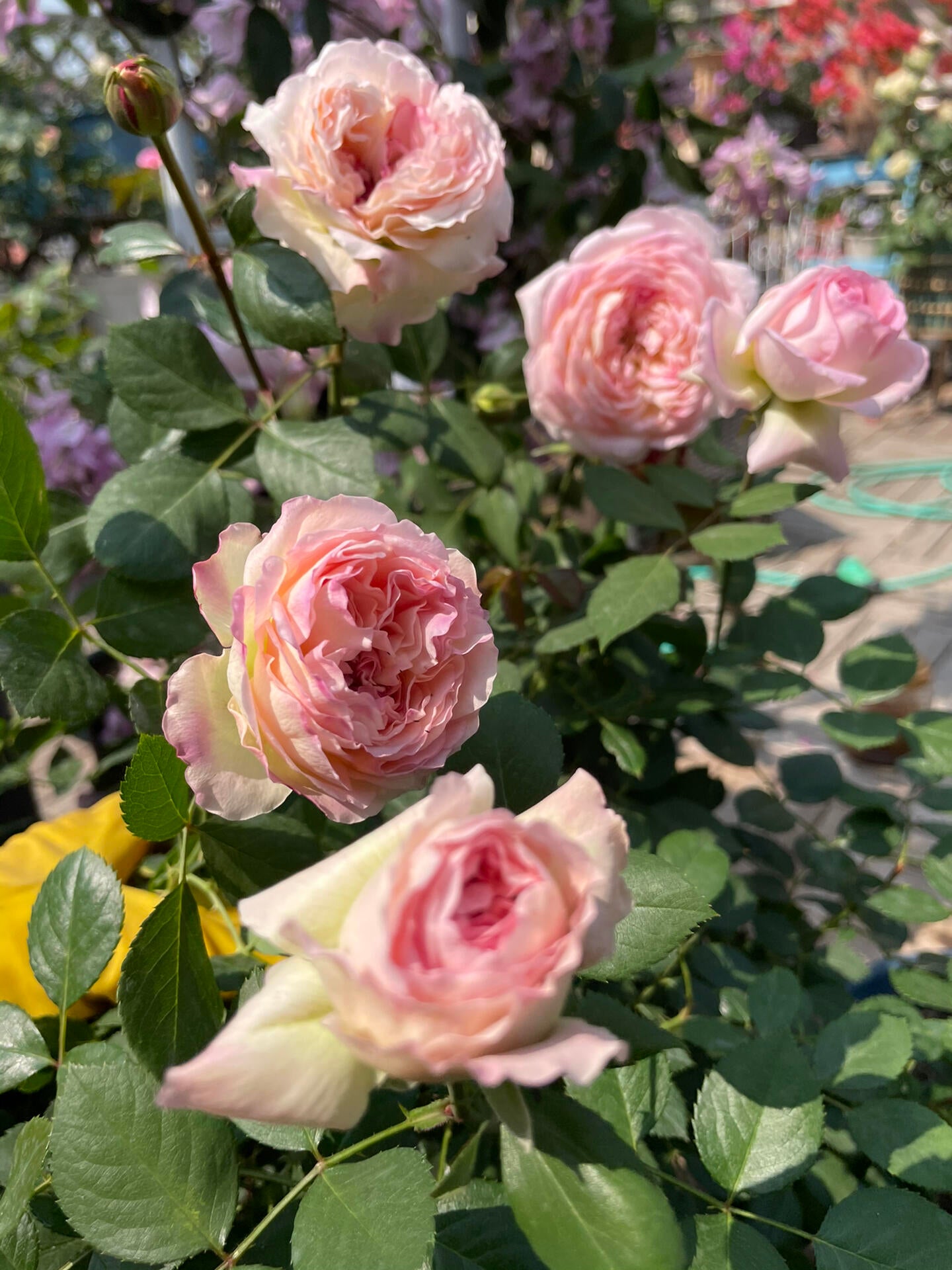 Rose【Malines｜マリーヌ】- 1.5 OwnRoot LivePlant｜梅克林花边｜河本纯子 2018｜