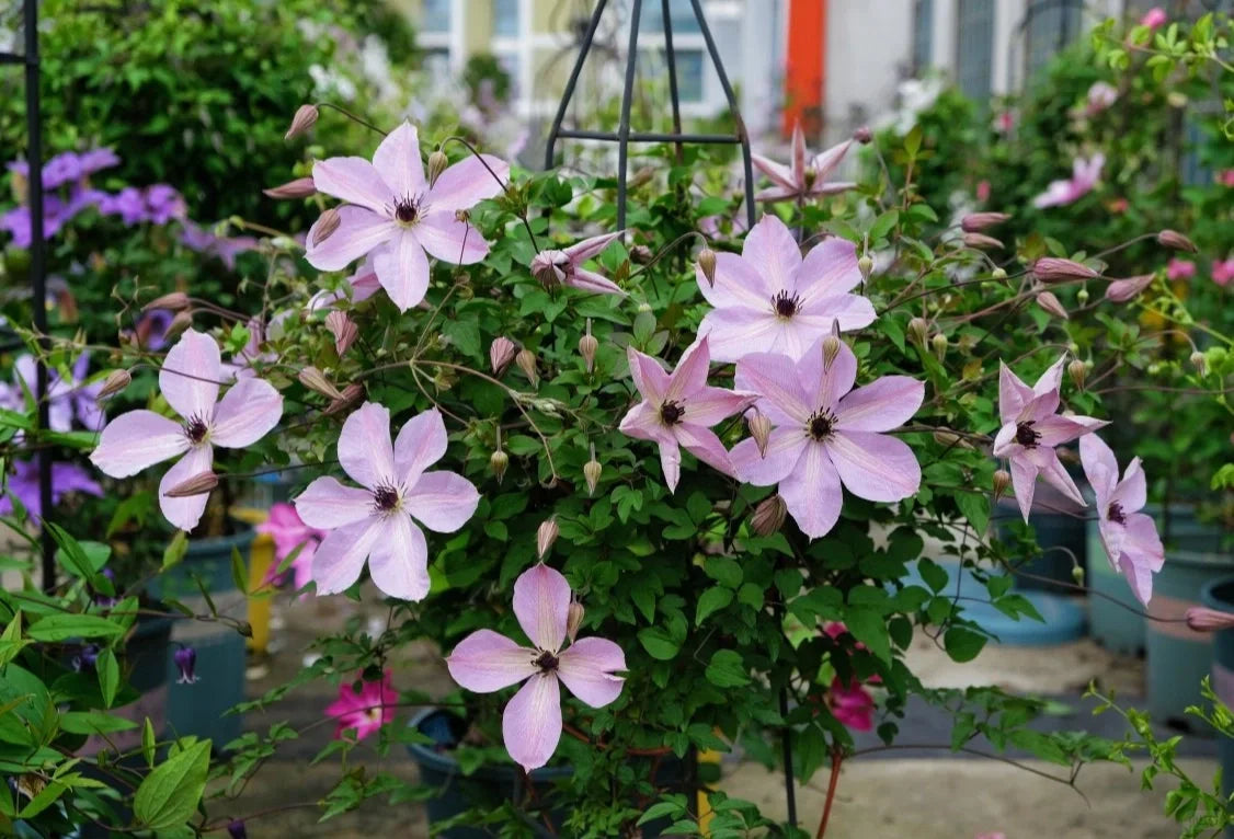 Rare Clematis【Pixie Dust】- LivePlant｜仙尘 ｜Polish Variety｜Vigorous Growth｜Abundant Blooms