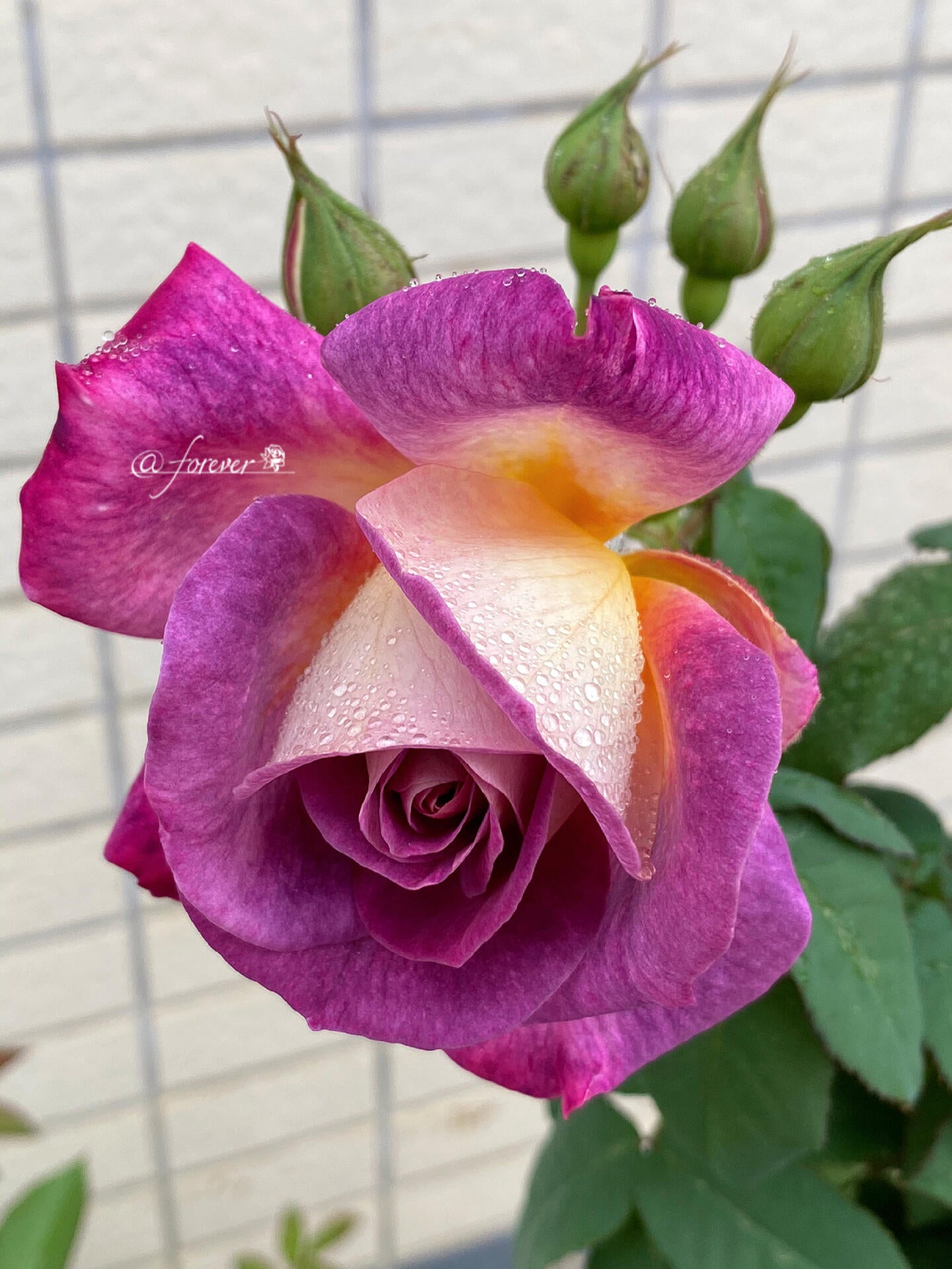 Rose【Diablesse de Mers｜MASdiame】- 1 Gal Live Plant｜Jasmine Fragrance｜Variable in color and form｜恶魔的海洋｜麦斯妖女