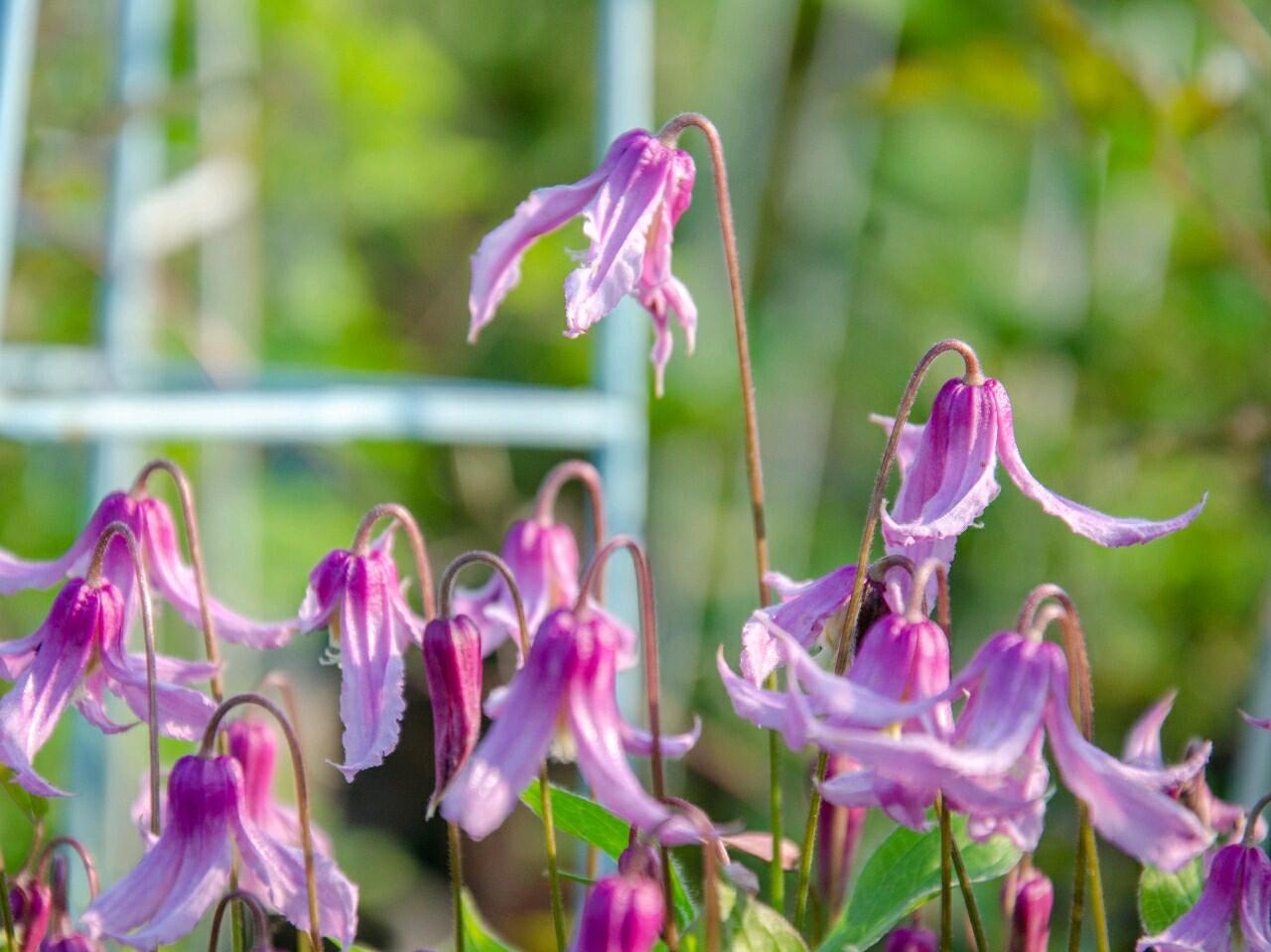 Clematis【Hanajima｜はなじま｜花島】- LivePlant｜花岛| Ballet Dancer| Upright clematis, perfect for container planting| Easy to Grow| Low Maintenance