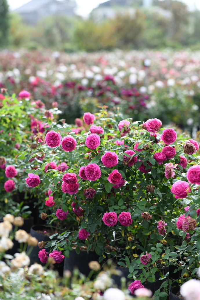 Rose【Ephemeral Grace｜Jing Hong｜惊鸿】- New Variety-2021｜1.5 Gal OwnRoot｜Heat Resistant｜Large Bloom 12cm+｜