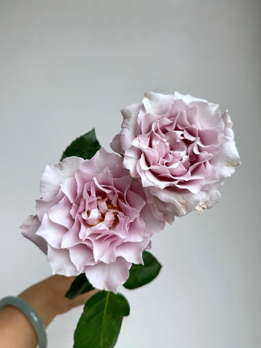 Rose【C'estMignon｜セミニョン】-2Gal OwnRoot LivePlant｜小乖乖 ｜Junko Kawamoto｜Grayish purple｜Strong scent｜可爱精灵