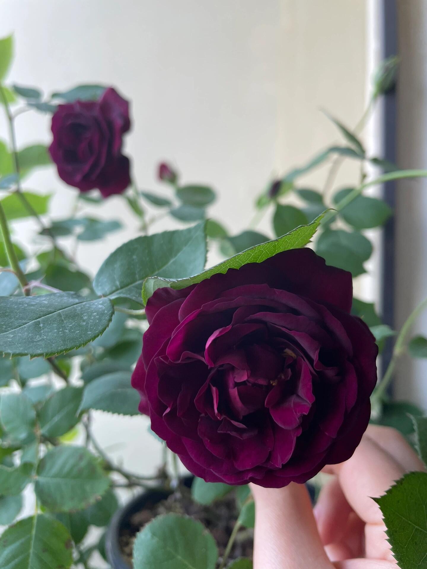 Rose【Louis XIV｜ルイ14世】-OwnRoot LivePlant｜路易十四| Classic Vintage Black Velvet Rose｜Strong Fragrance| Cut Flower| Retro Fuchsia| Balcony