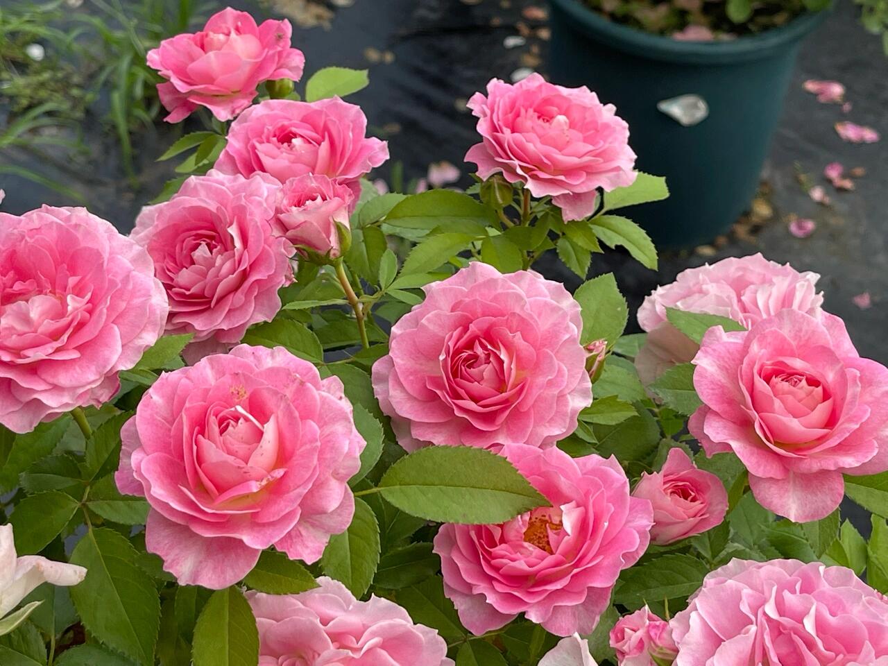 Popular Rose【Neptune King Terrazza】 -1.5 Gal OwnRoot| LargeFlower| Wave Bloom| Strong Adaptability| Heat-Resisting|Peony 海神王| Redolent