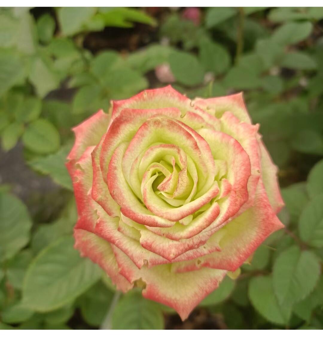 Rose【Green Apple｜グリーンアップル| 青苹果】- OwnRoot LivePlant｜New Variety Florists Rose| Large Flower| Extended vase life| Vivid Colors| Gradient