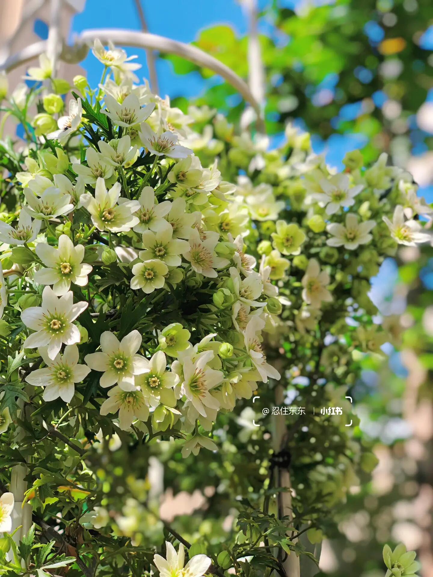 Clematis【Joe】- Liveplant｜银币｜Popular Floral waterfall