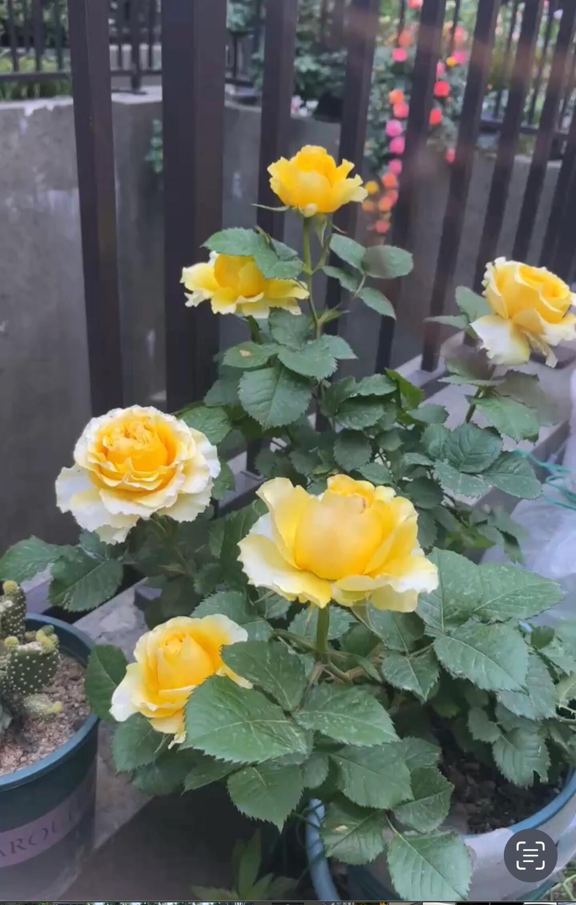 Rose【Shell｜貝殻】-1.5 Gal OwnRoot LivePlant｜Popular Japanese Floribunda Rose 贝壳｜Large Bloom｜Long vase life| Heat Resistant| Easy to Grow| Lace