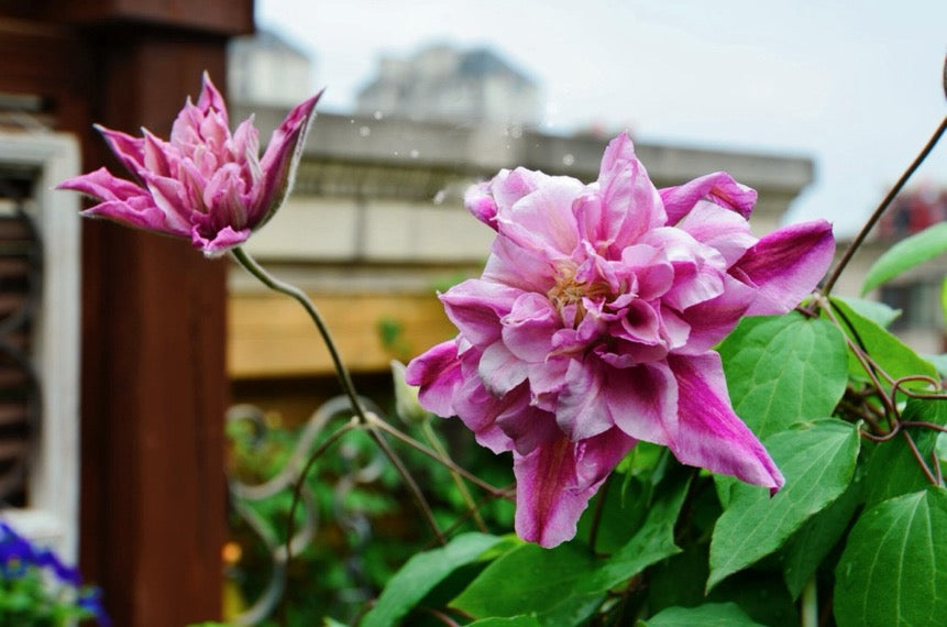 Clematis【Patricia Ann Fretwell】- LivePlant｜帕特丽夏｜Early Large-flowered Group｜