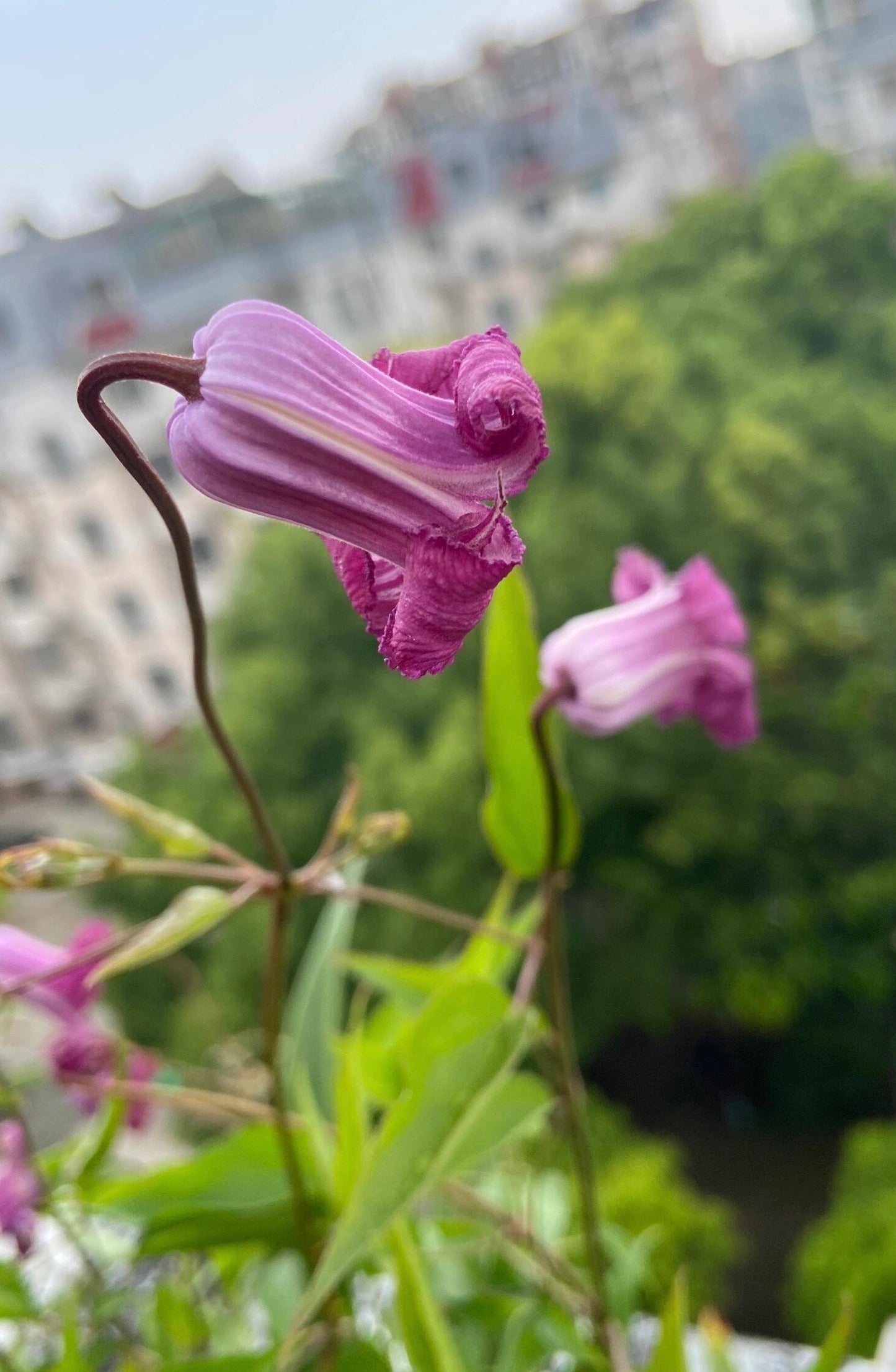 Clematis【Princess Red】- LivePlant｜绯红公主｜Purple-Pink Bell-Shaped Blooming｜