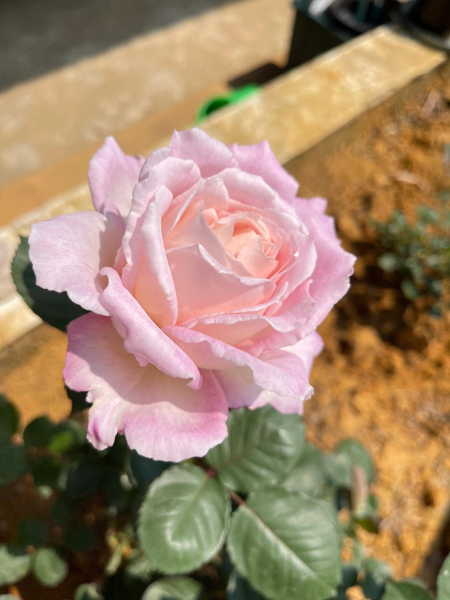 Rose【Princess Tenko｜プリンセステンコー】- 3 Gal LivePlant｜Rare Japanese Rosa｜天宫公主｜Large Bloom｜Heat Resistant |Floribunda Rose| Gradient